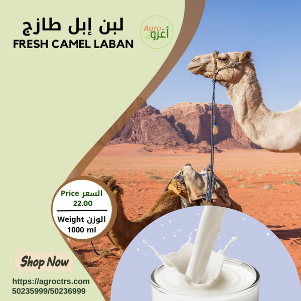 Fresh Camel Laban 1000ml - لبن إبل طازج 1000مل