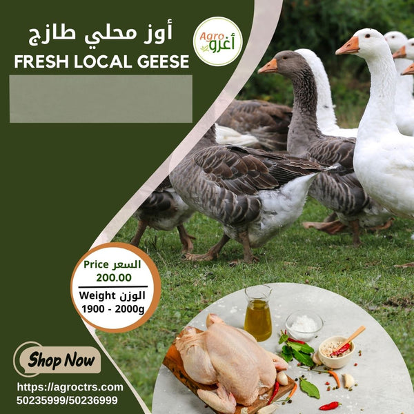 Fresh Local Geese 1900 - 2000g  أوز محلي طازج