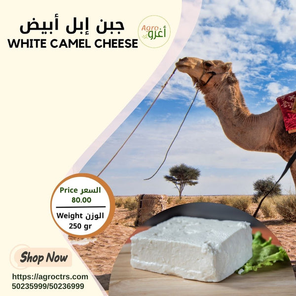 White Camel Cheese 250gr - جبن إبل أبيض 250غرام