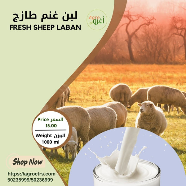 Fresh Sheep Laban 1000 ml – لبن غنم طازج 1000 مل