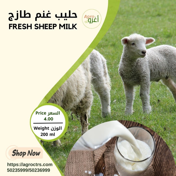Fresh Sheep Milk 200 ml – حليب غنم طازج 200مل